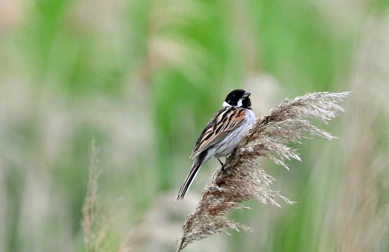 Z62_5872.jpg