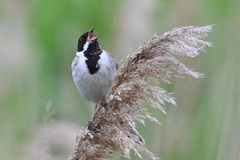 Z62_5841.jpg