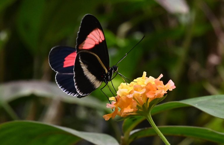 Z62_7885.jpg