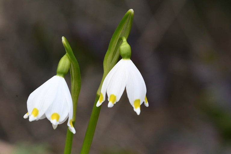 DSC_2329.JPG