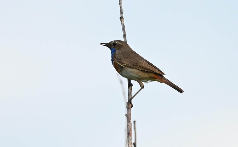 Z62_6925.jpg