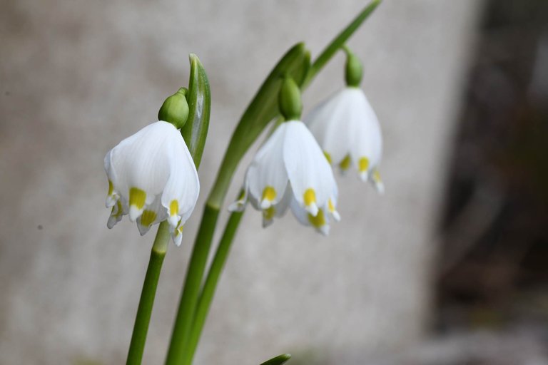 DSC_2323.JPG