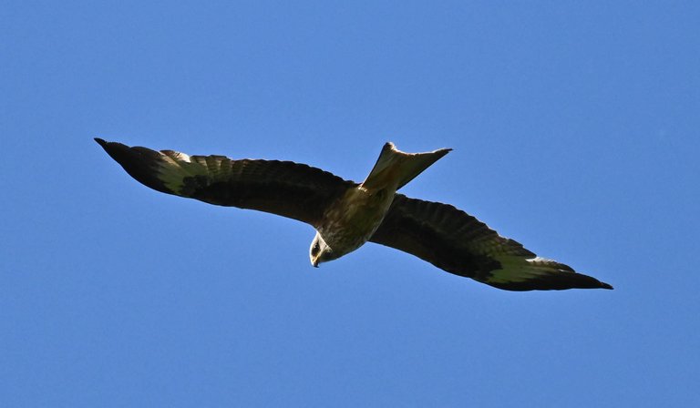 Z62_5936.jpg
