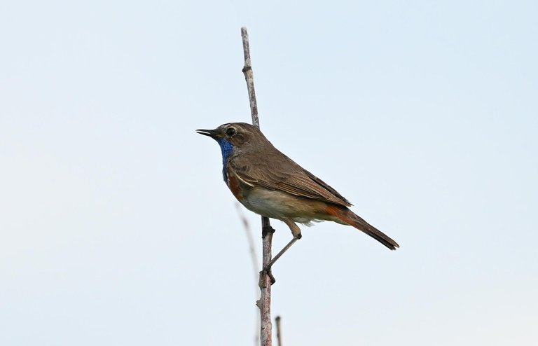 Z62_6931.jpg