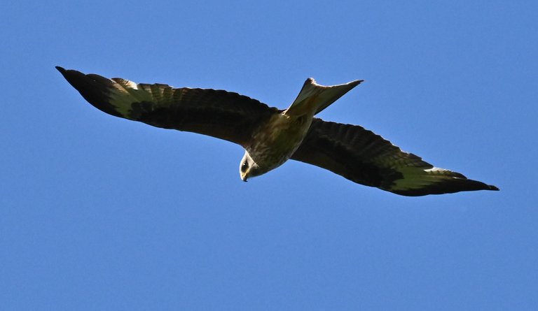 Z62_5935.jpg