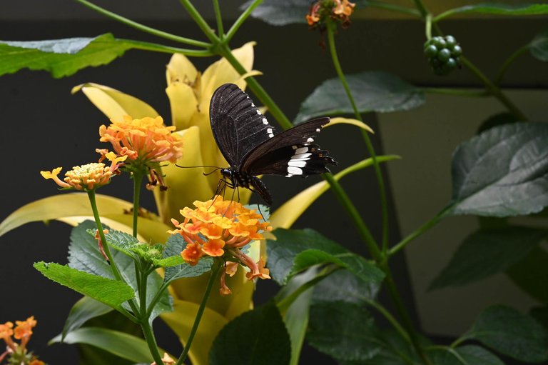 Z62_7894.jpg