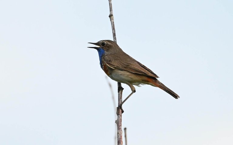 Z62_6927.jpg