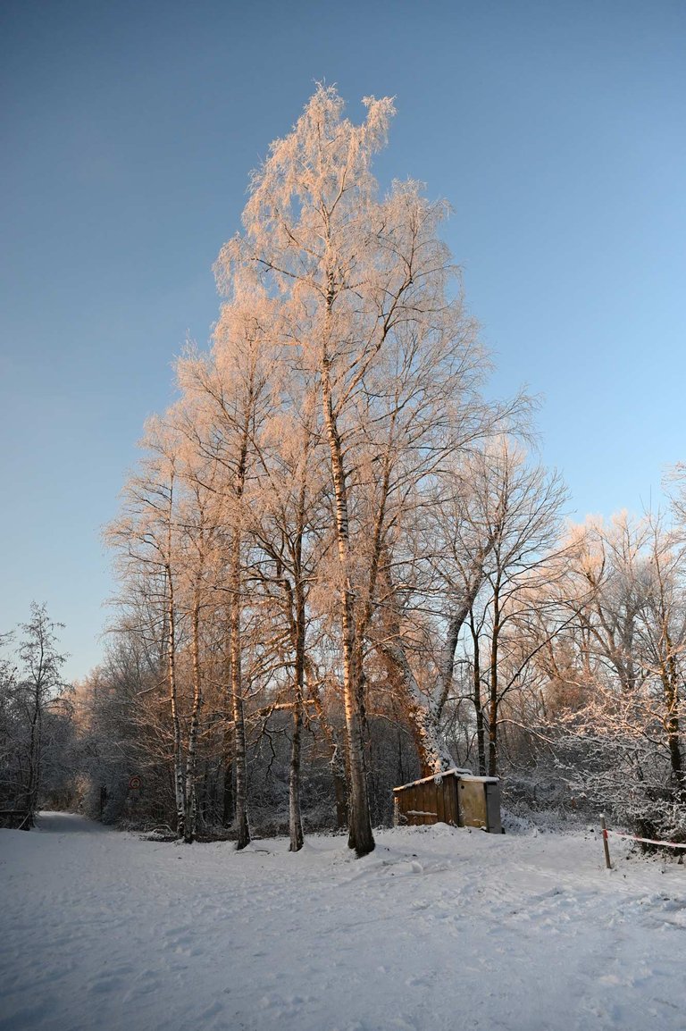 Z62_2002.jpg