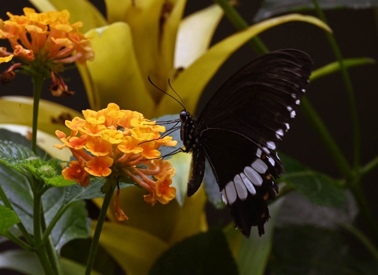 Z62_7892.jpg