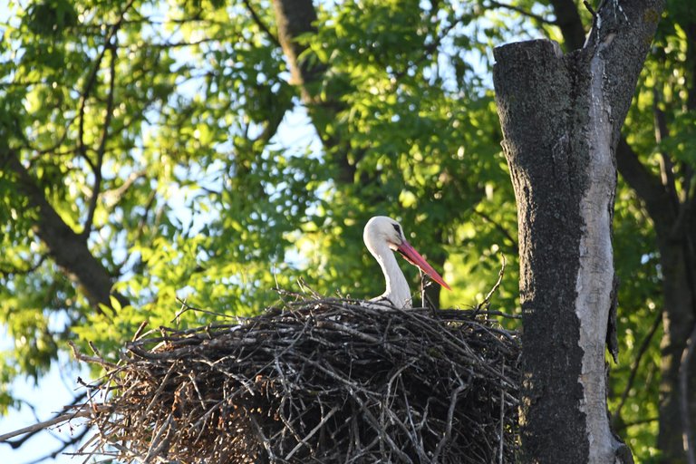 Storch.JPG