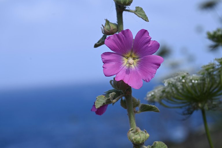 Z62_7217.jpg
