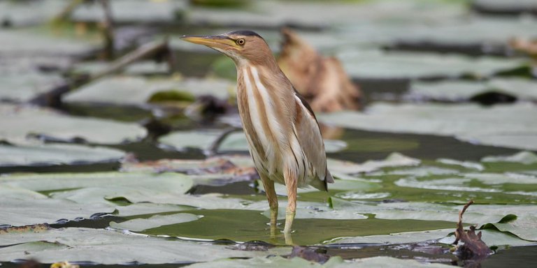 DSC_6758.jpg