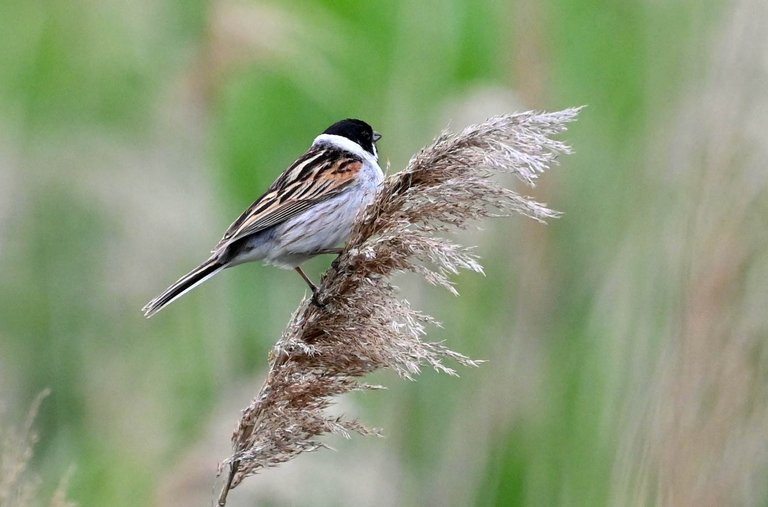 Z62_5858.jpg