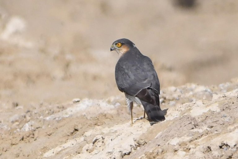 DSC_1741_sparrowhawk.jpg