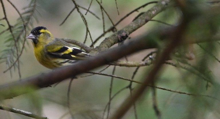 Z62_4158.JPG