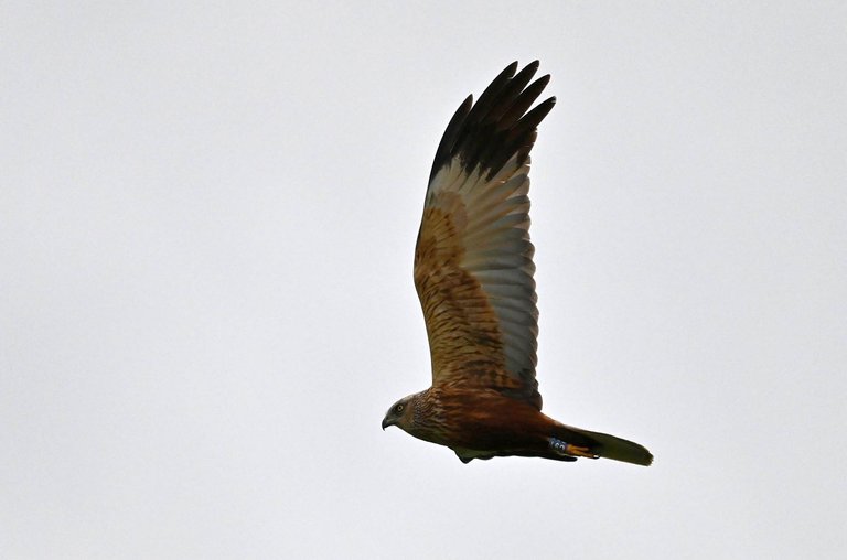 Z62_5747.jpg