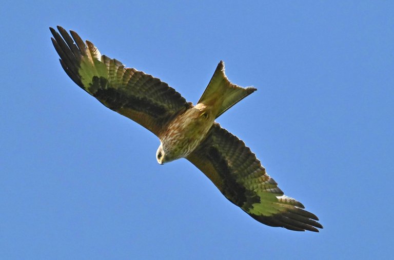 Rotmilan_Z62_5916.jpg