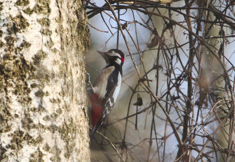 woodpecker_15.jpg