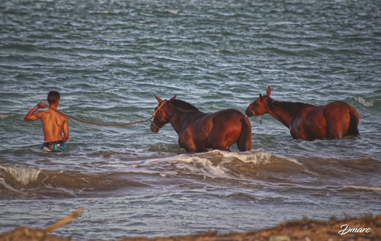 horses in the ocean.jpg