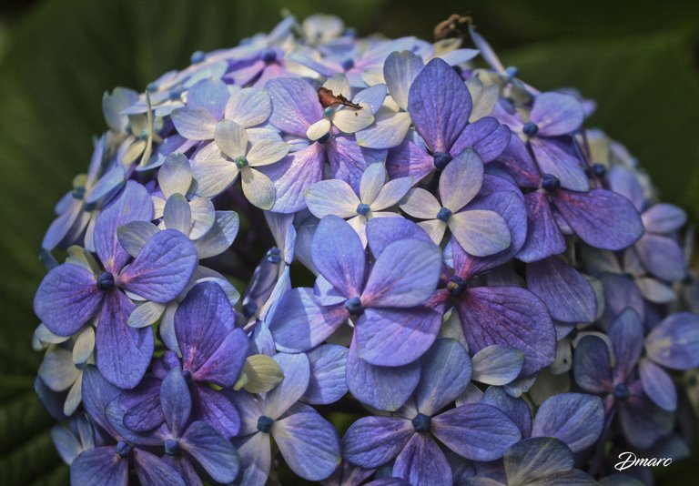 blue flowers.jpg