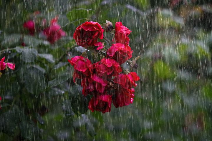 heavy-rain-4864257__480.jpg