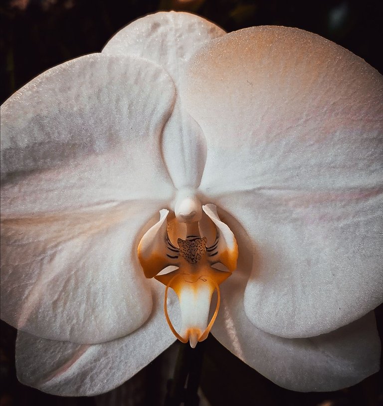 orchidee_edited.jpg