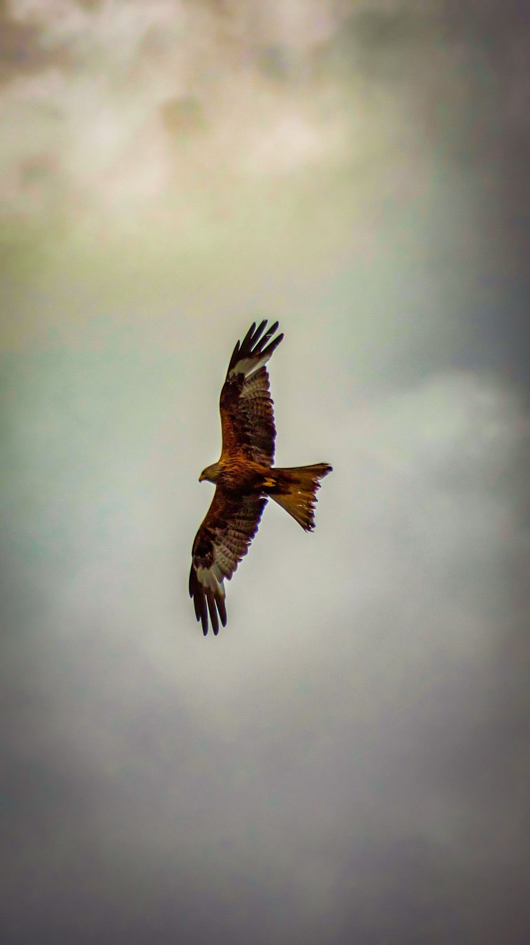 Adler_edited.jpg