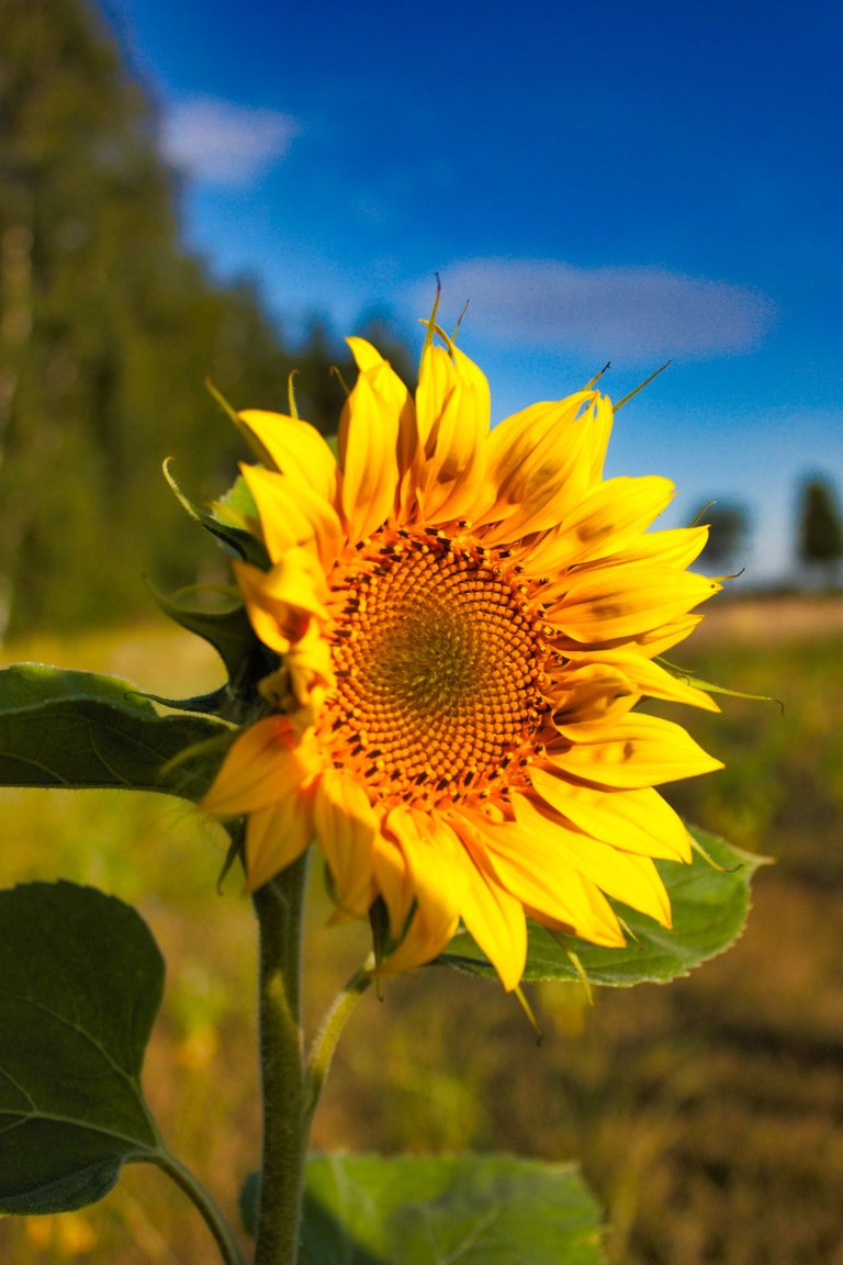 sonnenblume_kop.jpg