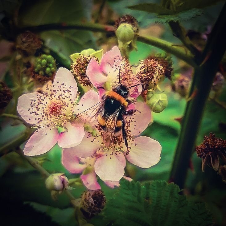 Hummel1.jpg