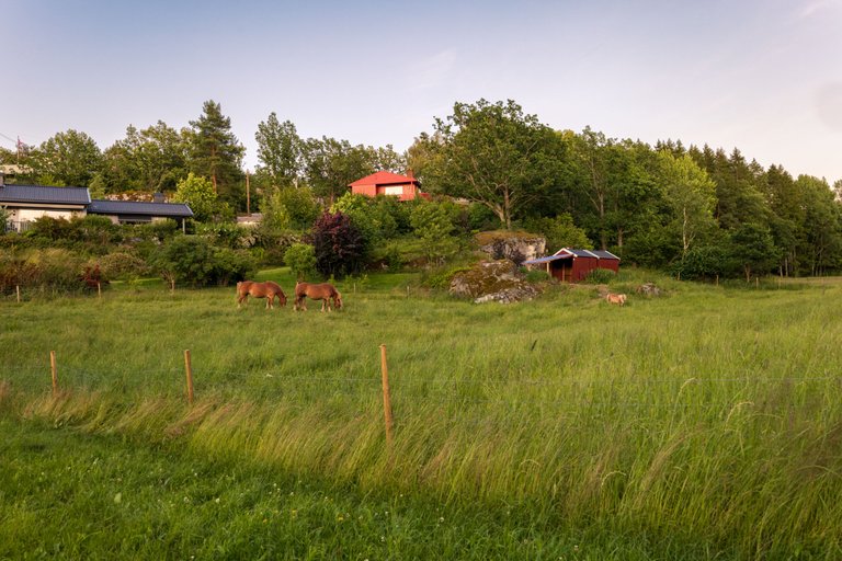 20250629-_MG_1036-HDR.jpg