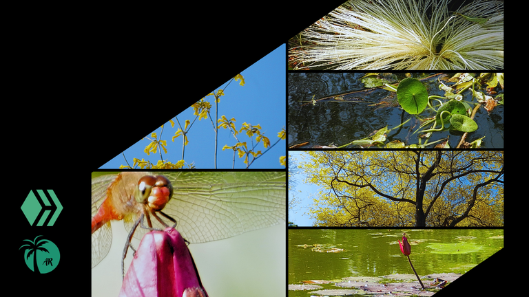 Moments I captured with my camera during my visit to the botanical garden of Maracaibo..png