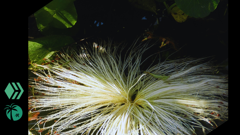 Moments I captured with my camera during my visit to the botanical garden of Maracaibo.3.png