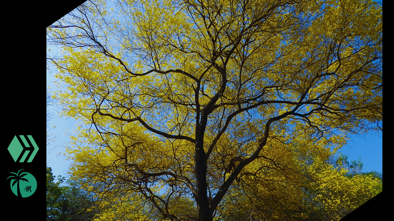 Moments I captured with my camera during my visit to the botanical garden of Maracaibo.dsfdrs.png
