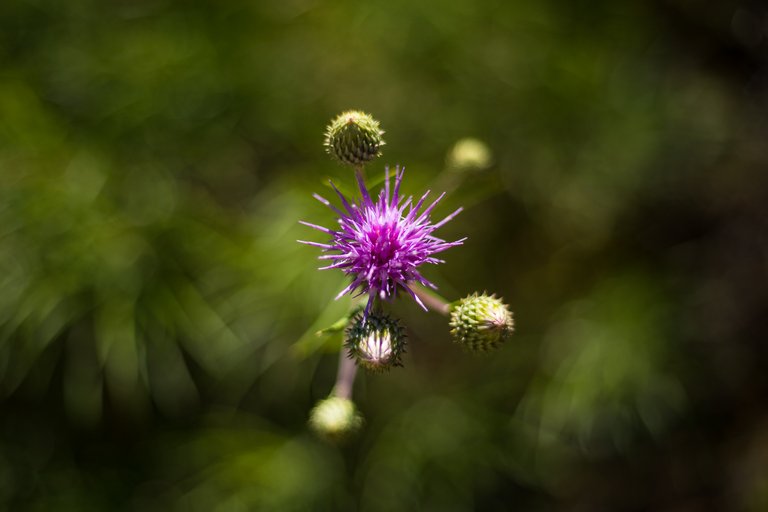 IMG_8419.jpg