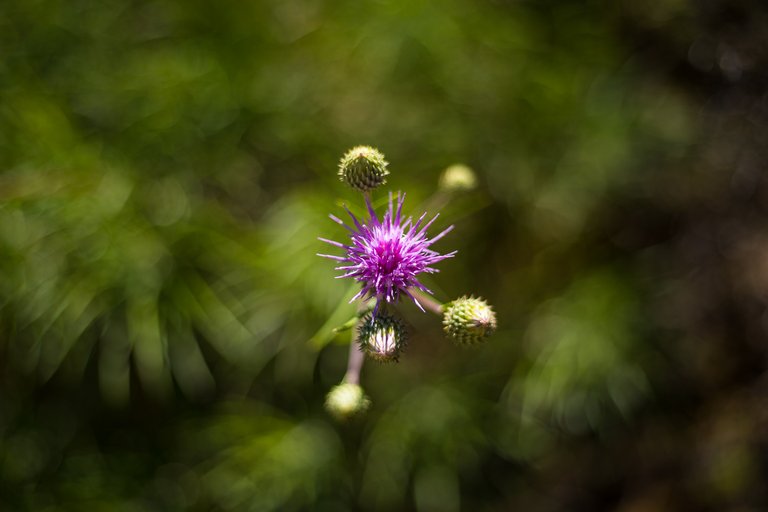 IMG_8416.jpg