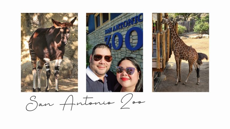 San Antonio Zoo; A little girl in me had a blast at Texas Zoo