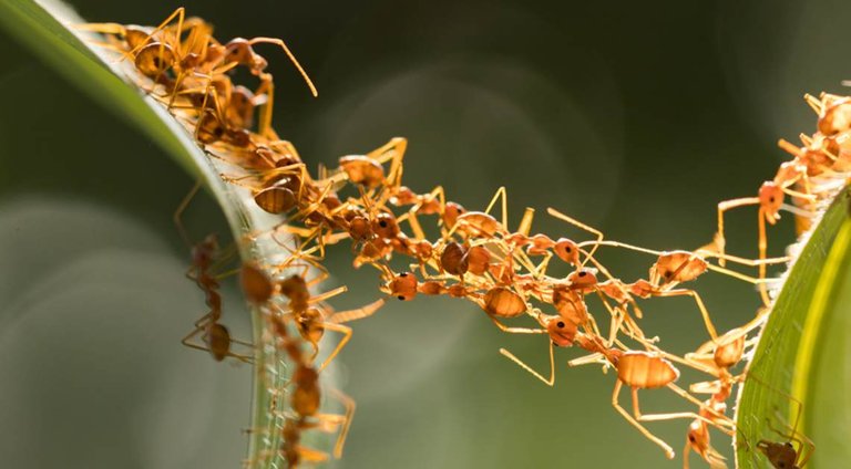 ant-mega-colony-1140x630.jpg