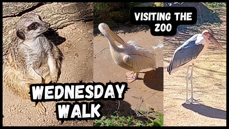 Wednesday Walk_Zoo.png