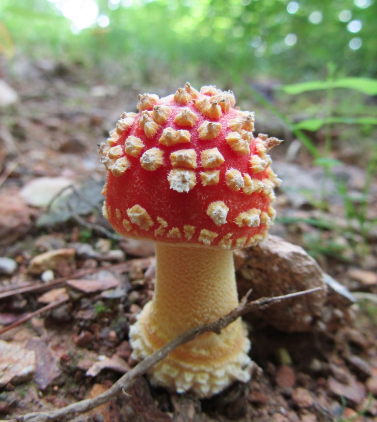 amanita.jpg