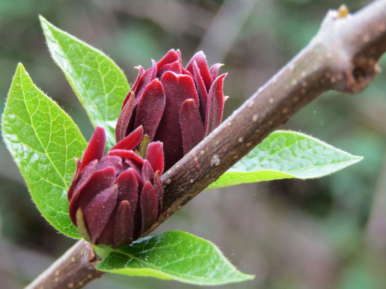 sweetshrub.JPG