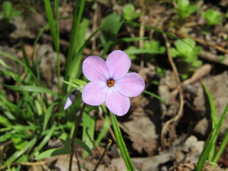 blue phlox.JPG