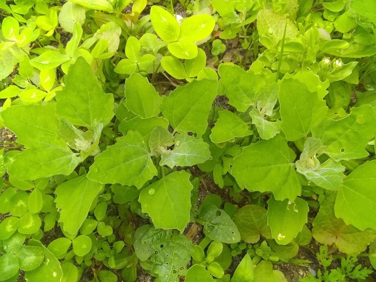 wildlambsquarters2.jpg