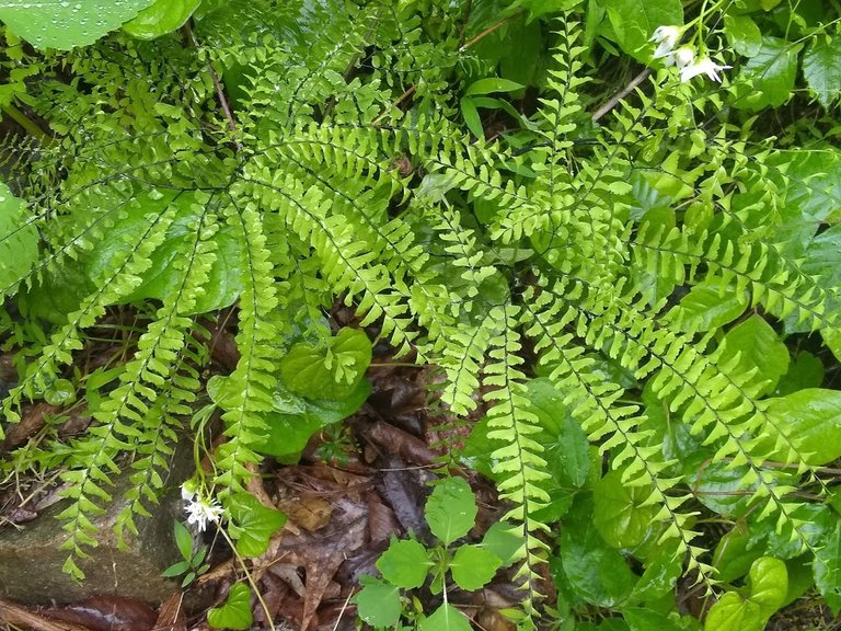 maidenhairfern.jpg