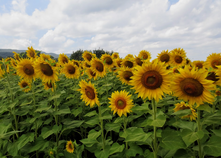 Chasing sunshine: The beauty of sunflowers