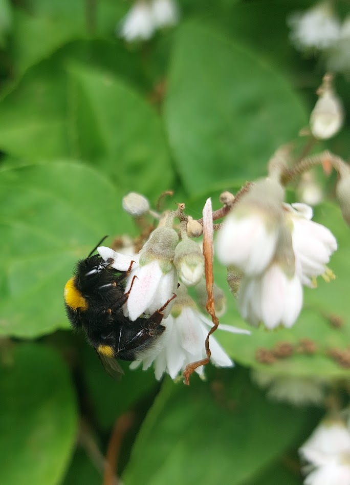 A stroll through local parks: finding beauty in everyday nature
