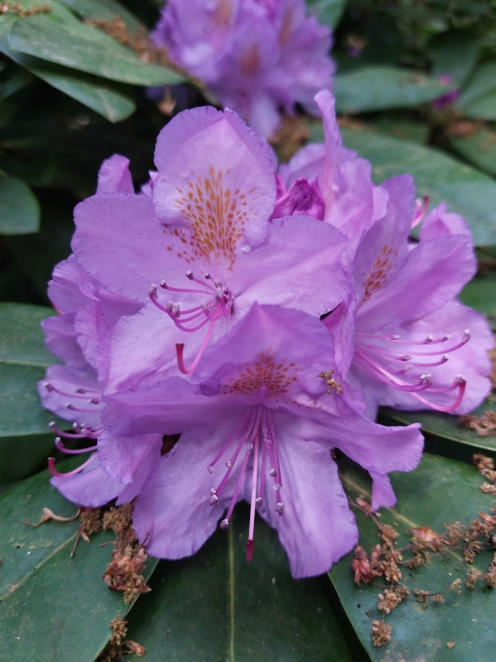 rhododendron2.png