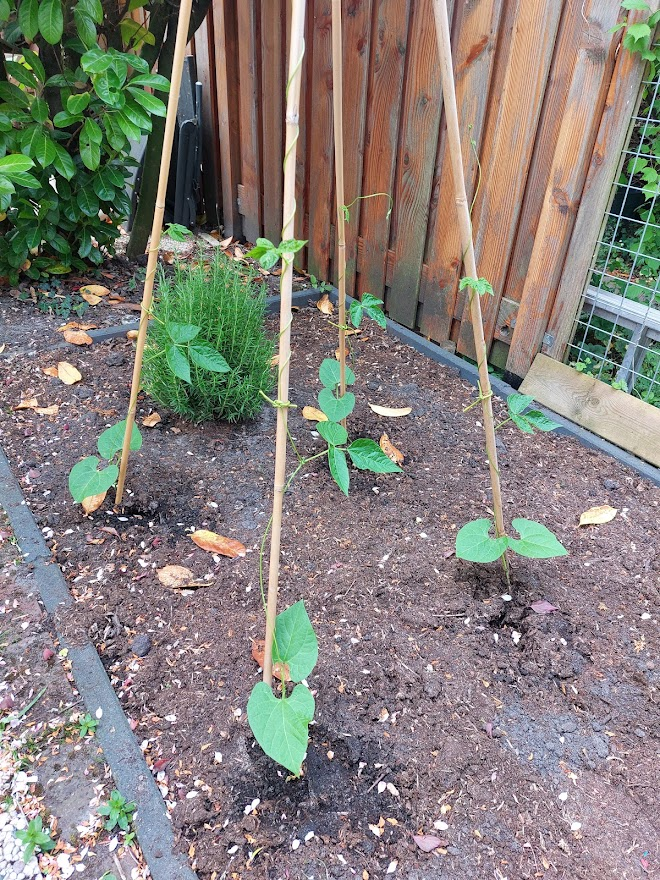 beans.png