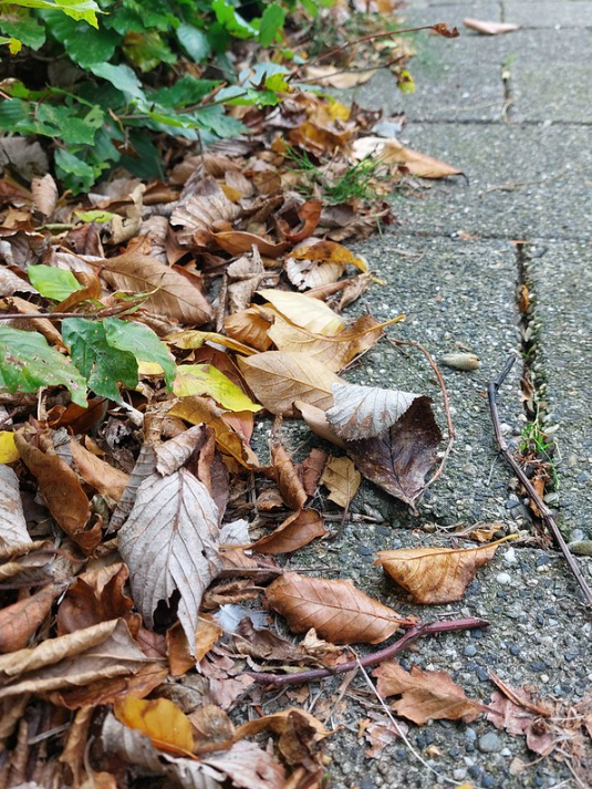 A Wednesdaywalk with a lot of leaves