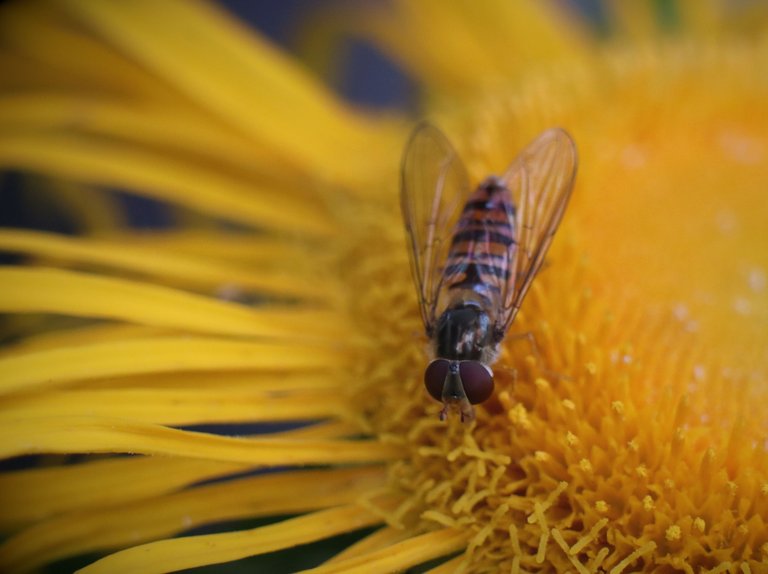 hoverfly.png