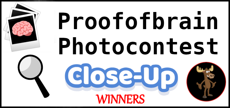 POBphotocontest Winners: CLOSE-UP